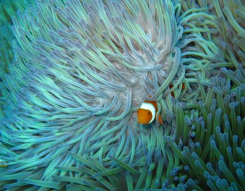 Un pez payaso en los arrecifes de la Gran Barrera del Coral, en Australia.
