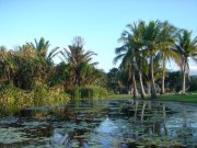 Lago situado dentro de los Jardines Botánicos Palmetum, en Townsville.