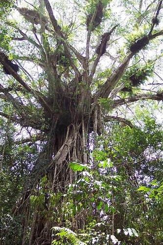 The Cathedral Fig Tree, a 500 year old strangler tree, in located in the Danbulla State Forest, in the Atherton Tablelands. The Cathedral Tree has a reputation of being one of the best places in the Cairns Highlands to hear early morning birds singing.